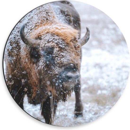 Dibond Wandcirkel - Buffel in de Sneeuw - Foto op Aluminium Wandcirkel (met ophangsysteem)