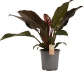 SIMPLYBLOOM.EU - Philodendron Imperial Red