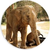 Forex Wandcirkel - Olifant bedekt met Modder - 60x60cm Foto op Wandcirkel (met ophangsysteem)