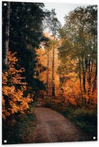 Tuinposter – Bos met Oranje Bladeren - 80x120cm Foto op Tuinposter  (wanddecoratie voor buiten en binnen)