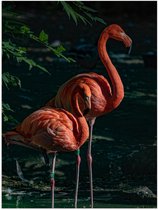 Poster – Twee Flamingo's in Water - 30x40cm Foto op Posterpapier