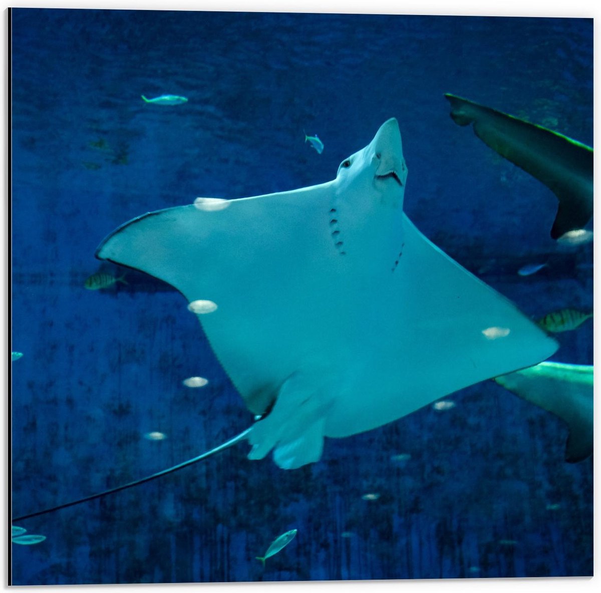 Dibond - Rog in Aquarium - 50x50cm Foto op Aluminium (Wanddecoratie van metaal)