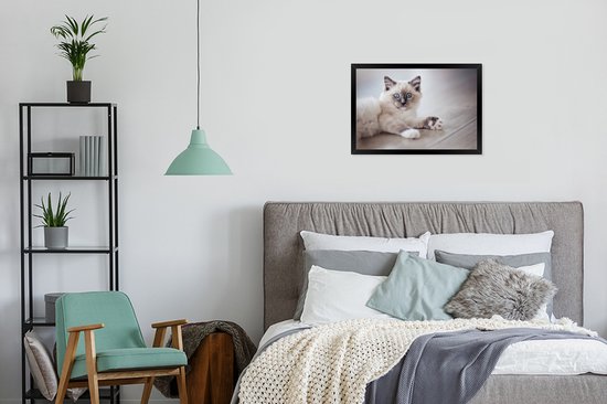 Photo encadrée - Un chaton Ragdoll se trouve sur le sol cadre photo noir 60x40 cm - Affiche encadrée (Décoration murale salon / chambre)
