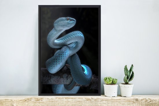 Affiche avec cadre Serpent bleu - 60x80 cm