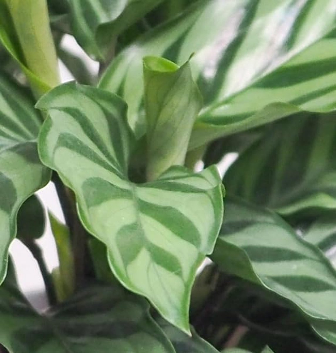 4-Plant Set “Dierenvriend”, +/- 30–60 cm, ø 12–15 cm pot, Parlor Palm, Bananenplant, Geldboom, Calathea, niet giftig & diervriendelijk, kwaliteit van de plantenprofessional, snelle plantenverzending