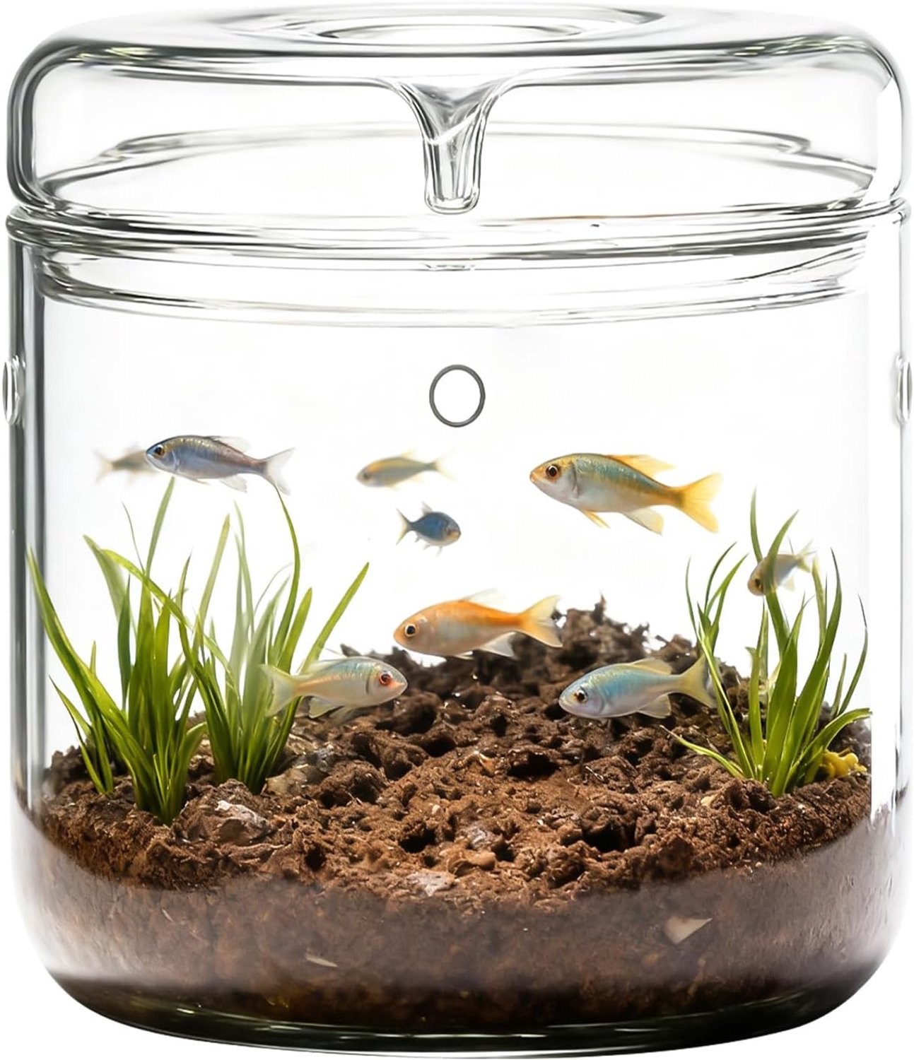 SnelShoppen - Small Glass Terrarium 12 x 17.5 cm met Deksel - Volledige Set voor Succulenten, Luchtplanten, Micro Landschap Vaas voor Fern Mos, Terrar