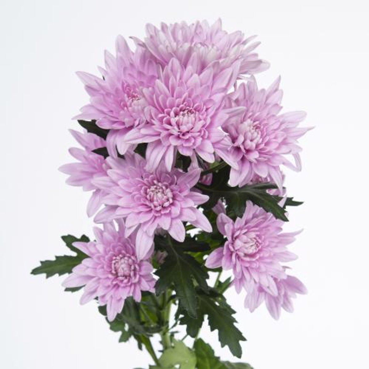 10x Chrysant veronica 70cm