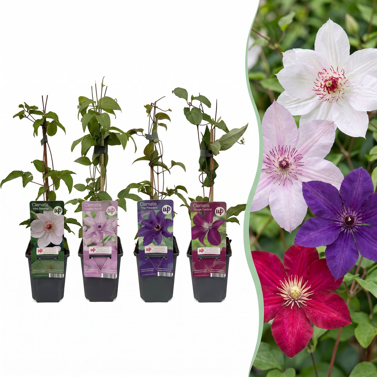 Green boutiQ - 16x Clematis Rainbow - Bosrank - Paars - Rood - Roze - Wit - Klimplant - Ø9cm - 35cm