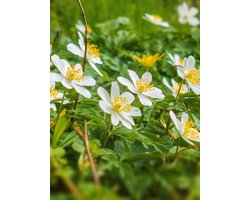 20x Anemoon 'Nemorosa wit' - BULBi® Bloembollen met bloeigarantie