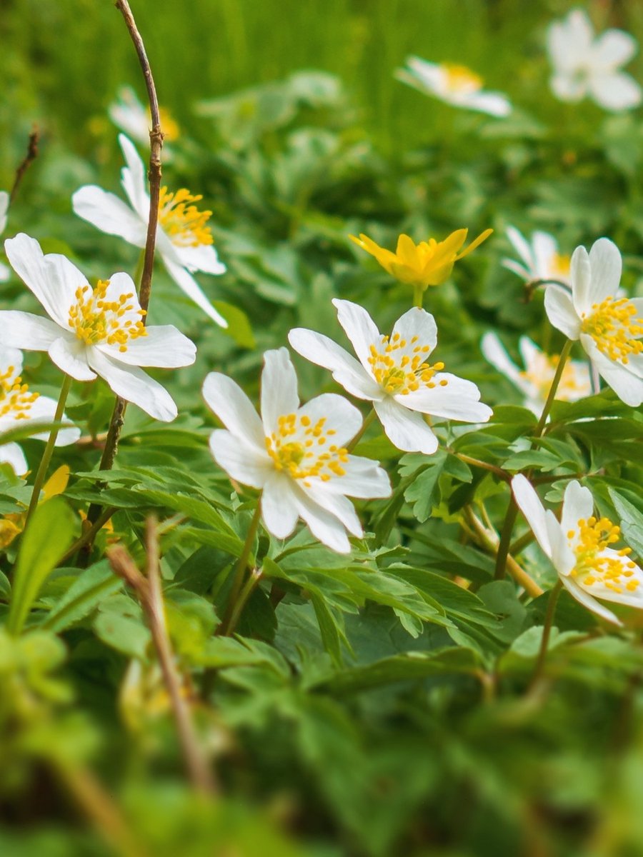 20x Anemoon 'Nemorosa wit' - BULBi® Bloembollen met bloeigarantie