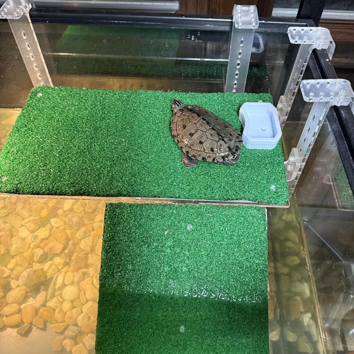 Basking Platform Verstelbare Antislip Acrylhelling met Simulatiegras voor Waterschildpadden 1 Eenheid