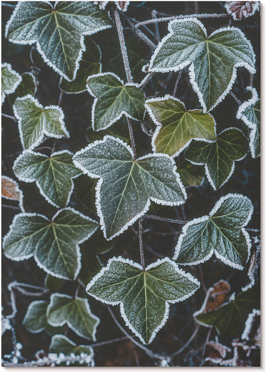 Tulup Polycanvas Poster - Bevroren Bladeren, Fotografie - A4 - Groen Kunst - Rechthoek - Wandkunst - Woonkamer, Slaapkamer, Kantoor - Klassiek