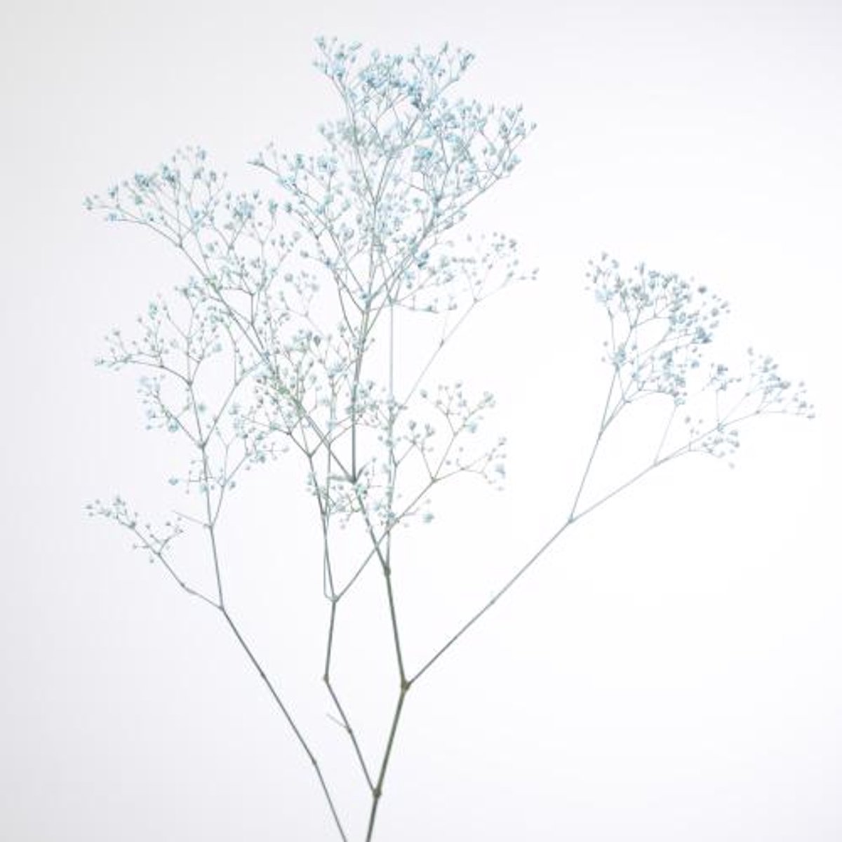 25x Gipskruid m.stars blauw 70cm