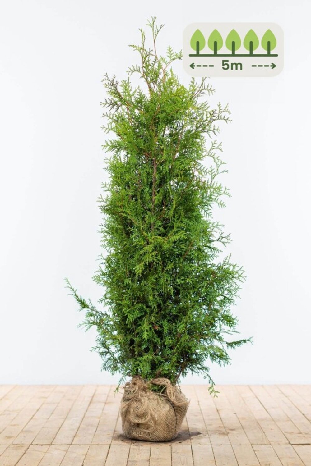 Thuja 'Brabant' 140-160 cm voor 5 meter - 13st. Thuja occidentalis 'Brabant'