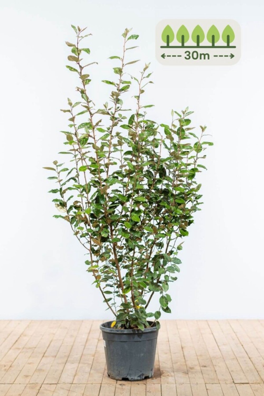 150-175 cm voor 30 meter - 60st. Elaeagnus ebbingei