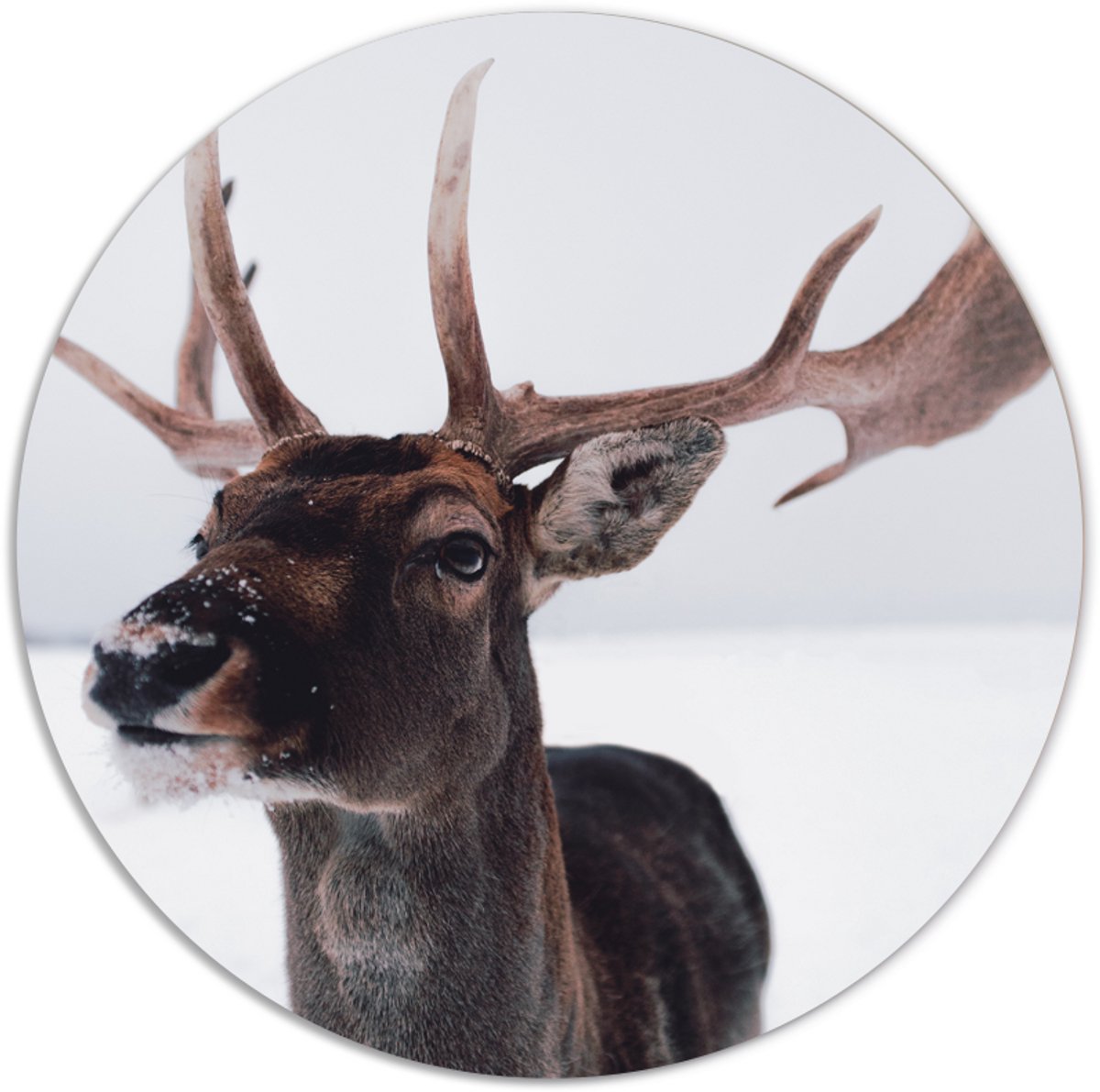 Label2X - Muurcirkel deer head - Ø 50 cm - Dibond - Multicolor - Wandcirkel - Rond Schilderij - Muurdecoratie Cirkel - Wandecoratie rond - Decoratie voor woonkamer of slaapkamer