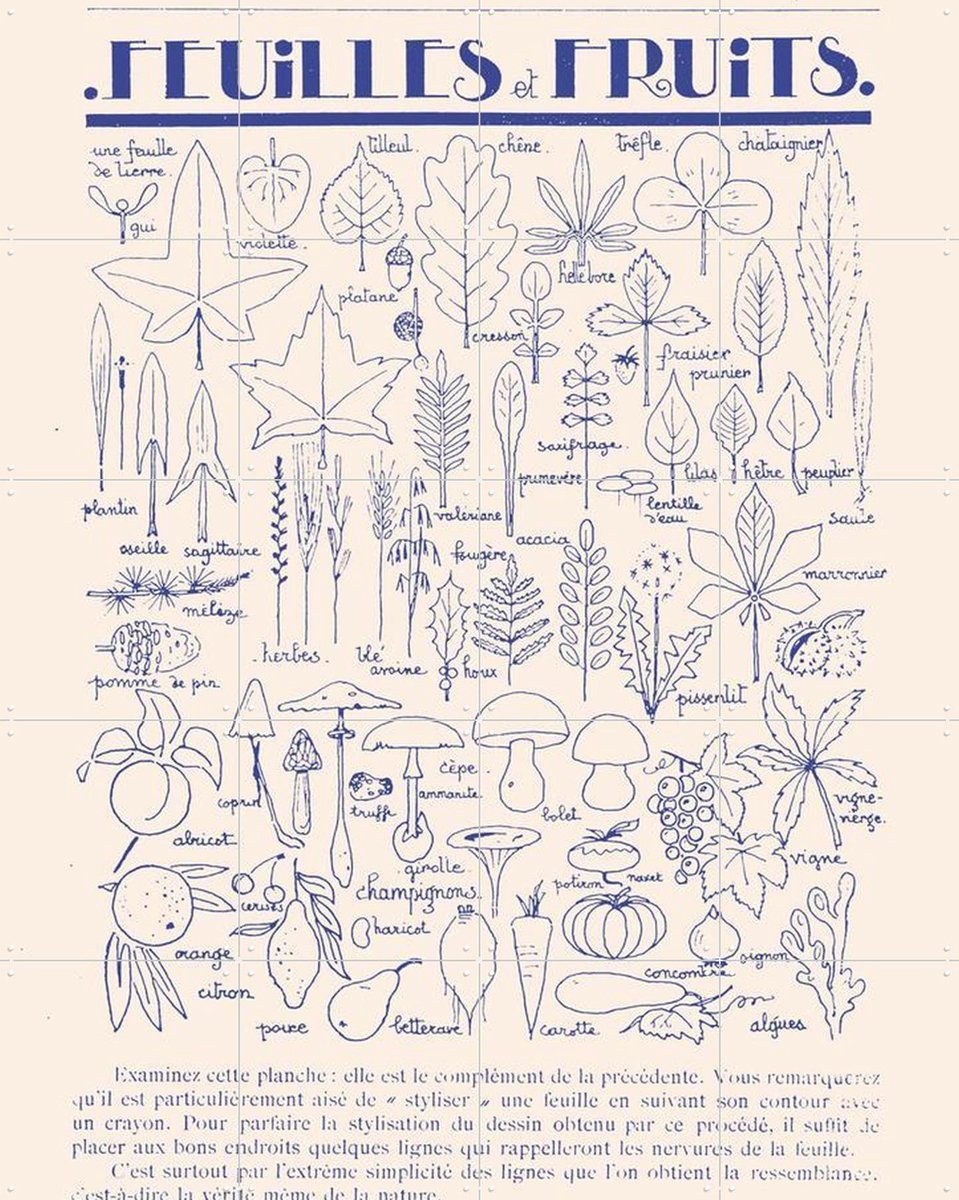IXXI Feuilles et Fruits, Aster Edition - 80 x 100 cm - Gratis ophangtool - Grote wanddecoratie en posters - Vintage, Illustraties, Line art