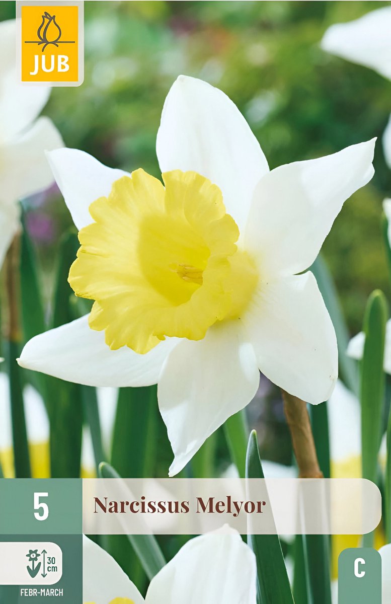 Narcissus melyor 5st JUB