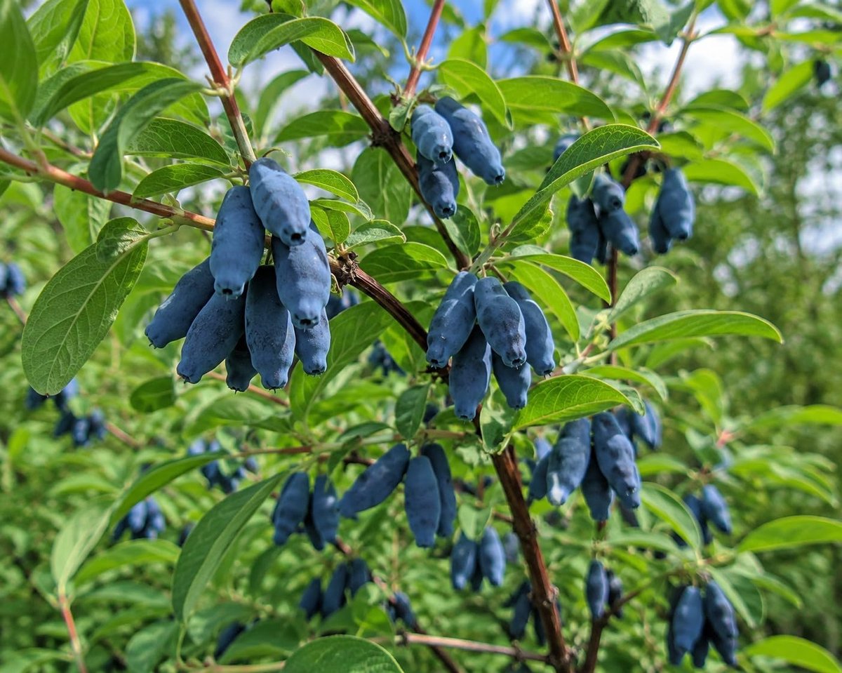 Caerulea | 100 zaden | Blauwe honingbes