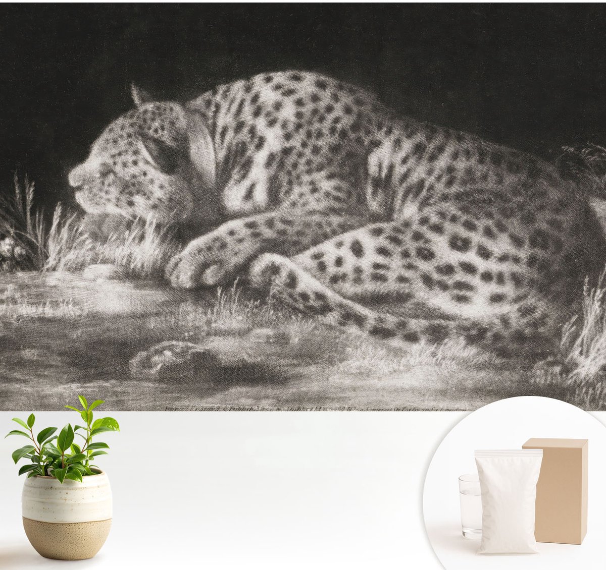 Wallfluent Fotobehang - Zwart-Wit Vliesbehang - 104x70 cm - Luipaard Rustend Muurschildering - Slaapkamer behang Dieren - Fotobehang Vlies - Slaapkamer behang