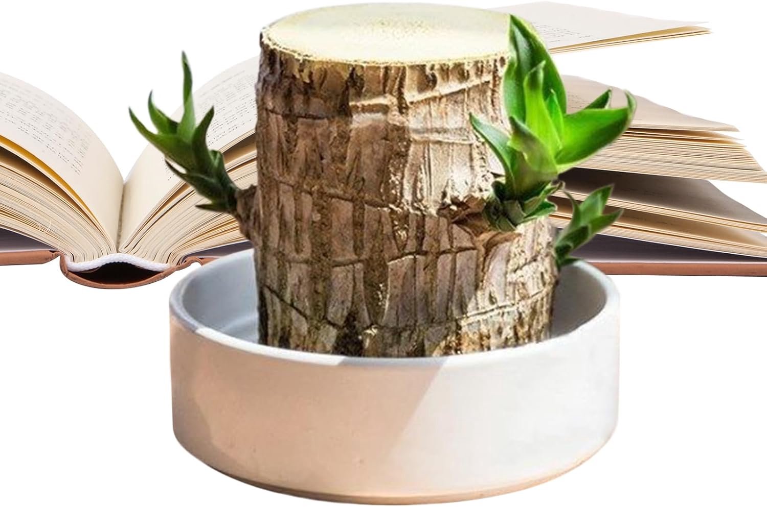 Houtplant Natuurlijke Hydroponische Decoratie