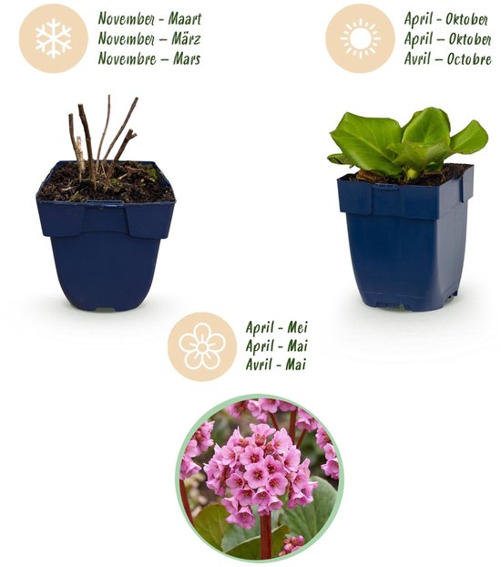 Bergenia plant in blauwe pot: kale takken in winter, groen blad in voorjaar/zomer en roze bloemen in voorjaar.