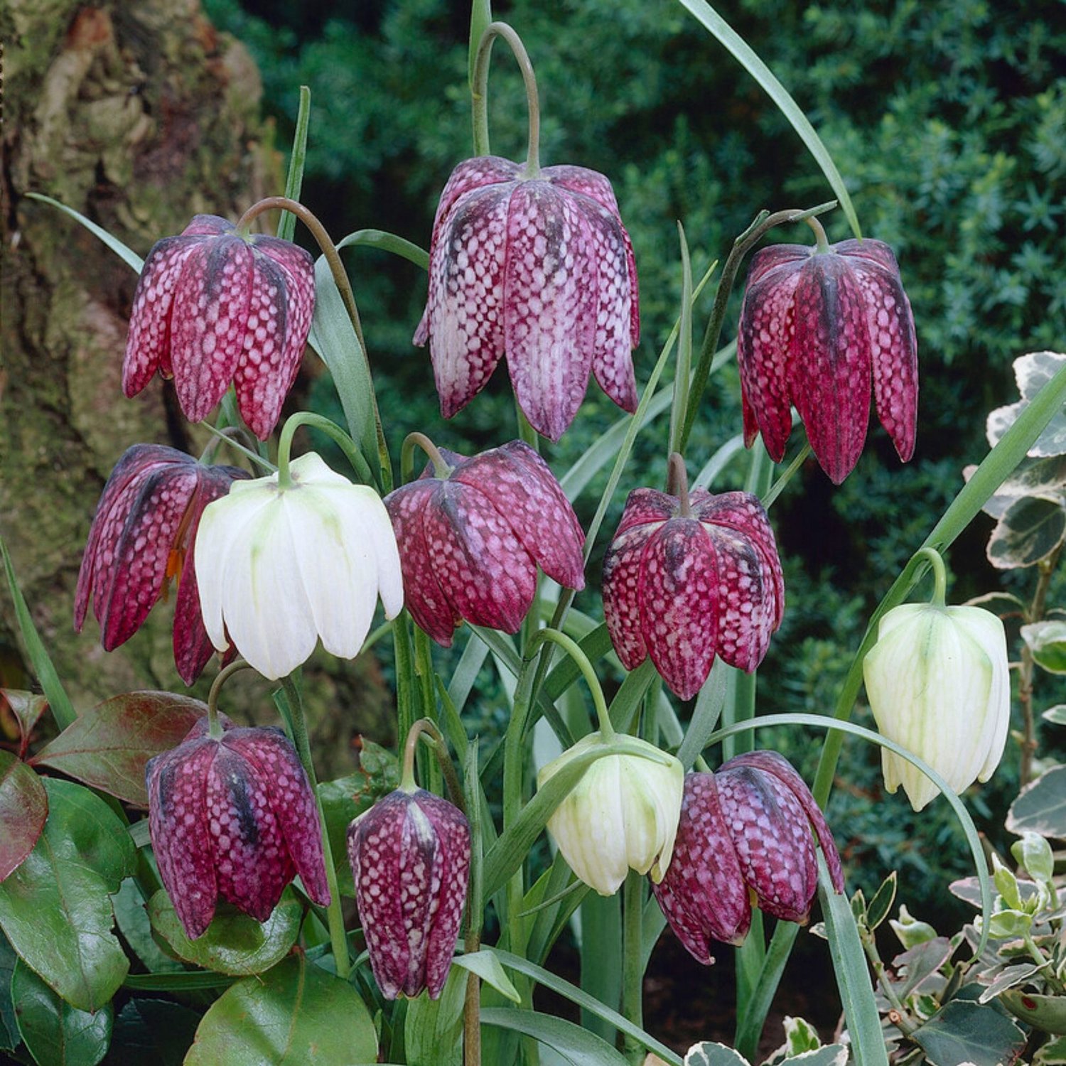 Kieuwtulp (Fritillaria) - meleagris Mix - Kievitsbloem - Bijen-Vlinders - Snijbloemen - Geurend - Voorjaarsbollen - bloeit in April / Mei
