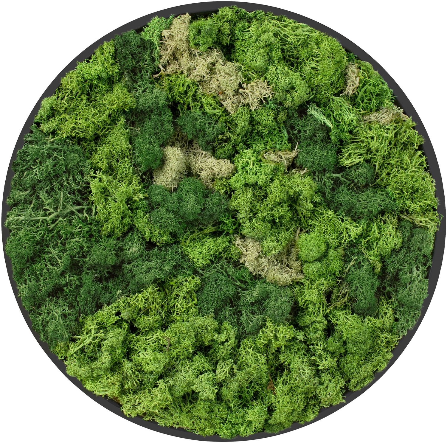 ECD Germany Mosschilderij geconserveerd iJslands rechthoekig rond Ø 40 cm interieur wanddecoratie van natuurlijk 3D mos en houten frame, onderhoudsvrij, decoratieve kunst voor huis en kantoor