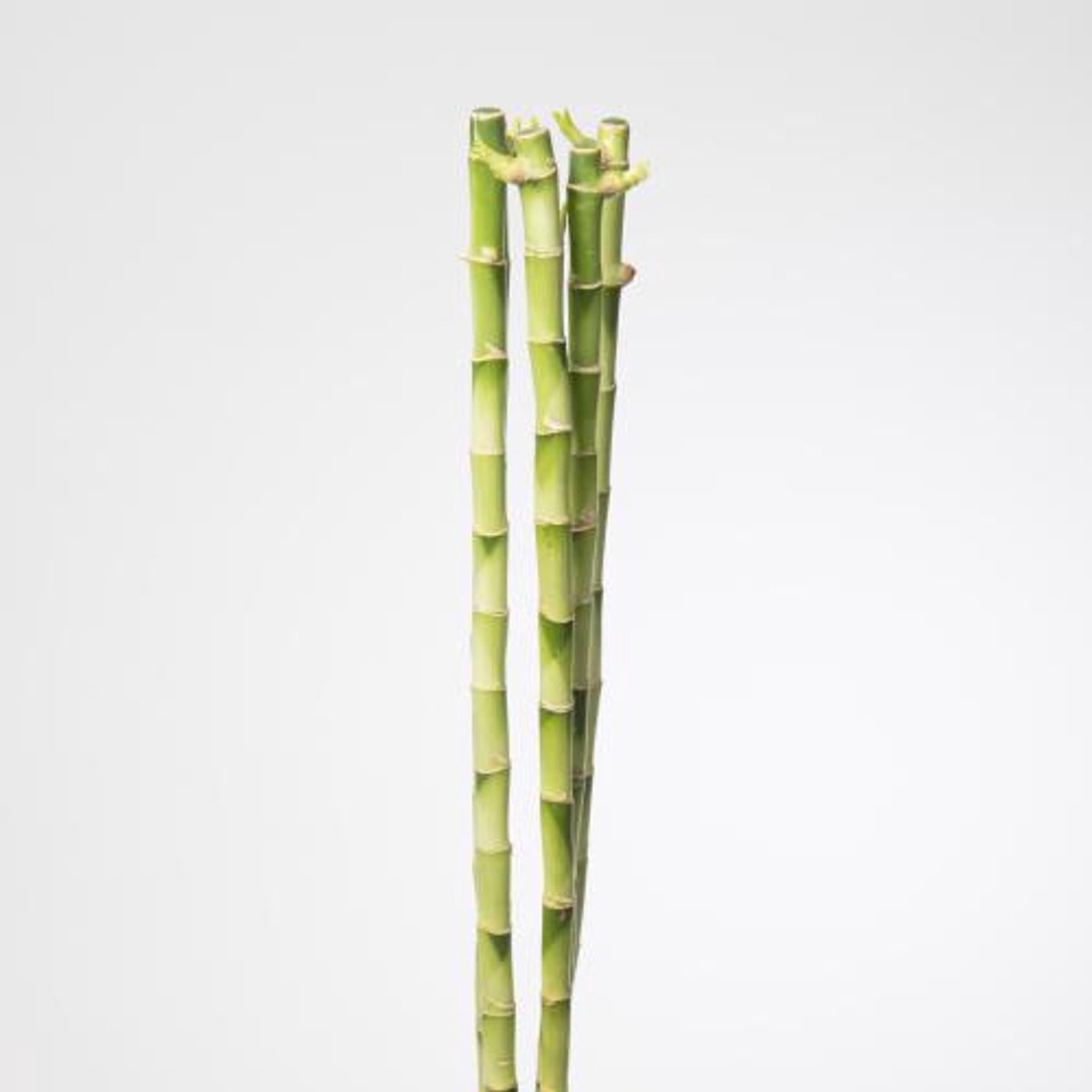 10x Sg drac.design bamboo recht 80cm