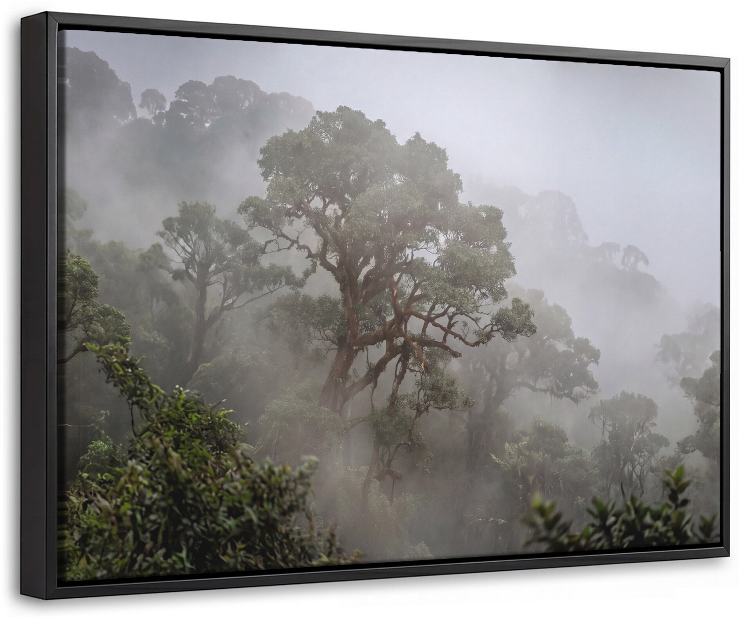 Canvas Schilderij met Baklijst - Boom - Mistig - Bos - Groen - Natuur