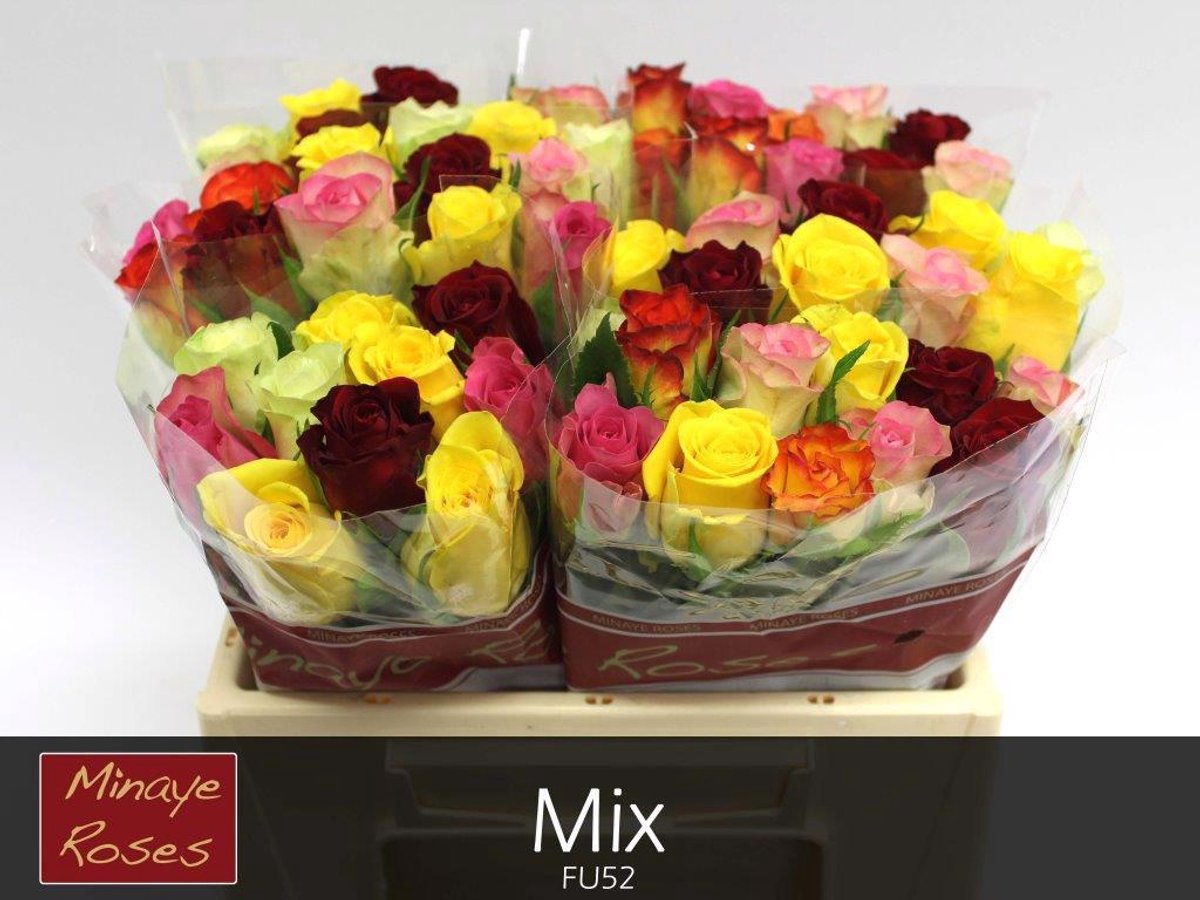 20x Rosa rainbow minaye 30cm