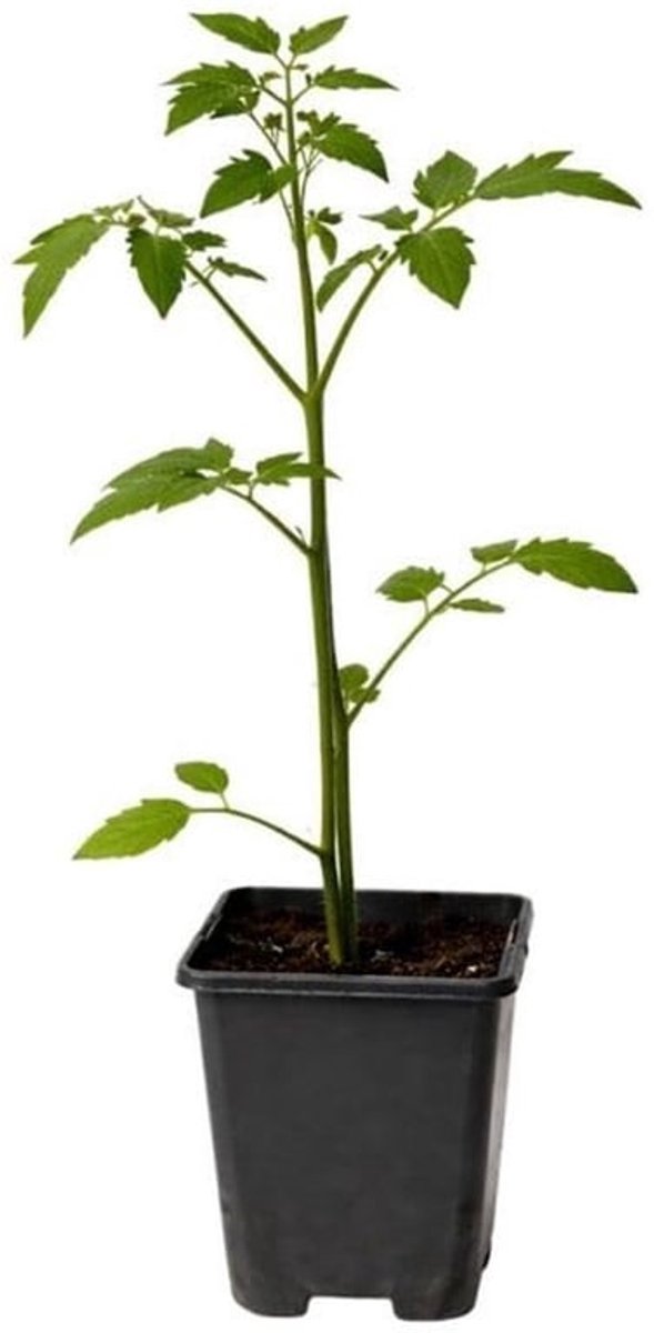 Hazelaar - Winterharde Fruitstruik - Potplant 3L - Hoogte 100/120 cm - Bloeiende februari tot maart - Geschikt voor zon/halfschaduw