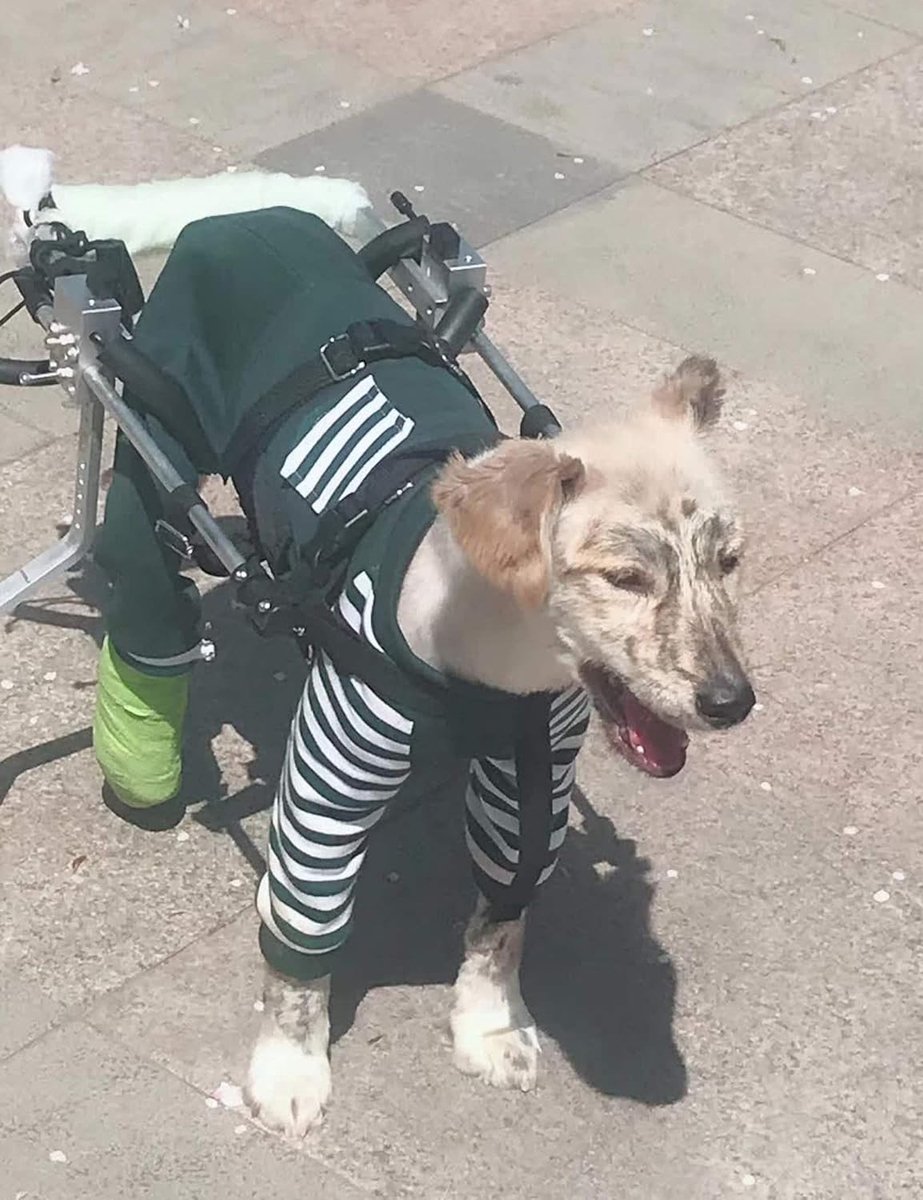 Honden Rolstoel - Hulpmiddel Achterpoten - Revalidatie Mobiliteit - Verstelbare Hoogte - M-L - Rood