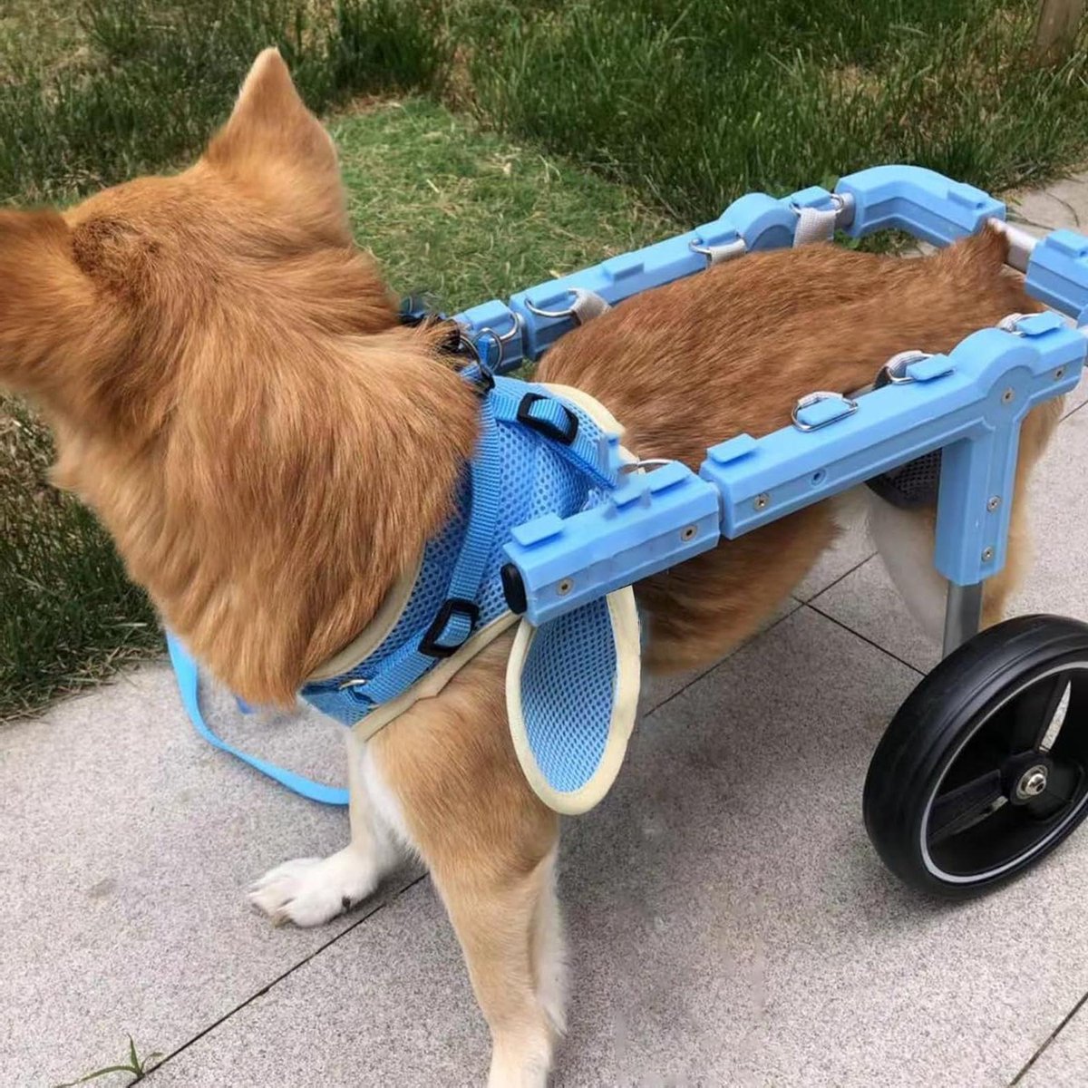 Hondenrolstoel - Hond Hulp - Mobiliteit Verbeteren - Verstelbaar Ontwerp - Klein tot Groot - Blauw