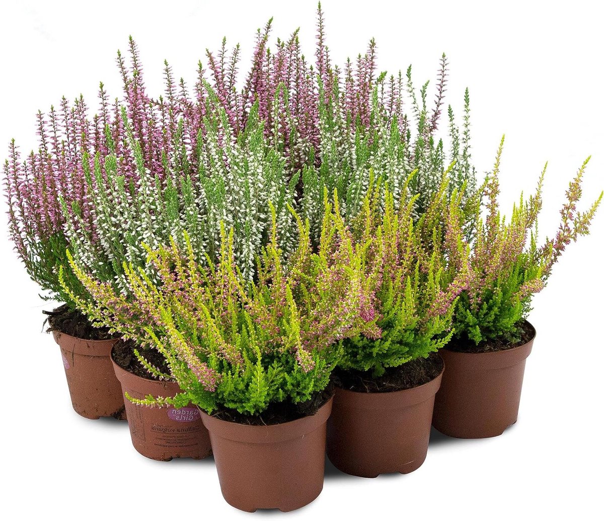 Heide Struikheide - Calluna Vulgaris planten - Tuinieren - Winterharde kleurmix - 9 stuks - Diverse kleuren