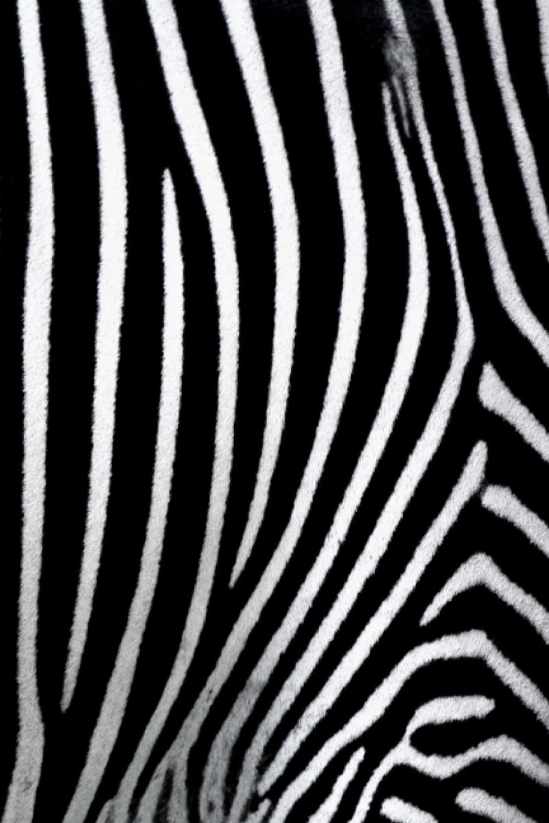 Skin Notebook: Notebook Zebra Pattern Cover