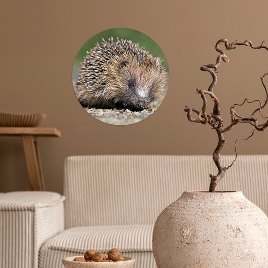 Cercle de papier peint - Hérisson - Water - Soleil - ⌀ 30 cm - Cercle mural - Autocollant - Sticker papier peint