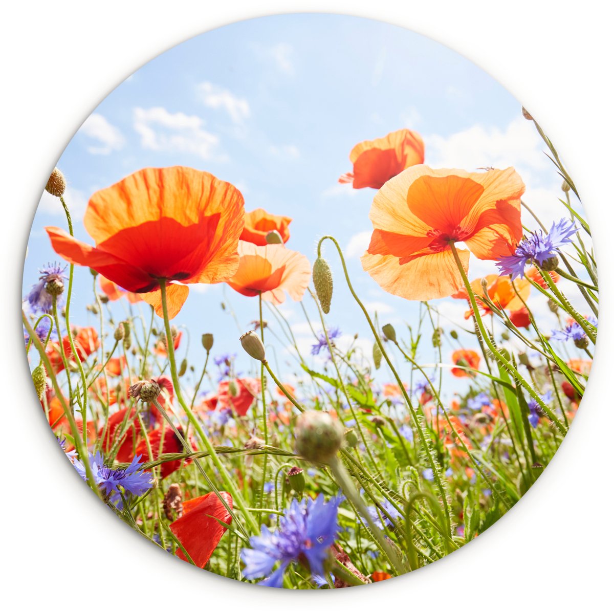 WallCircle Wandcirkel 120x120 cm - Muurcirkel Bloemen - Klaproos - Lente - Natuur - Rood - Blauw - Muurdecoratie woonkamer - Wanddecoratie slaapkamer - Kamer decoratie accessoires - Ronde schilderijen Bloemen - Klaprozen