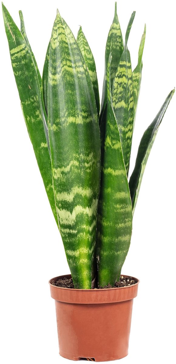 Vrouwen-tongen - hoogte 30 cm - Sansevieria trifasciata Black Coral - lage onderhoudsbehoefte - ideaal voor kantoor - ShopVlot