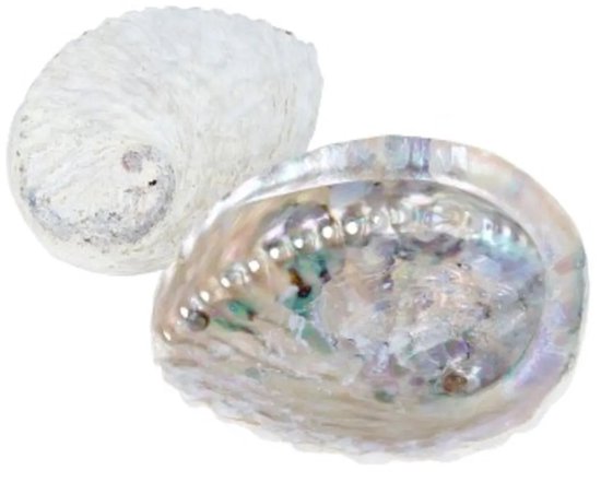 Abalone smudge schelp - parelmoer - 13-15 cm van Zenara.nl — afbeelding 4
