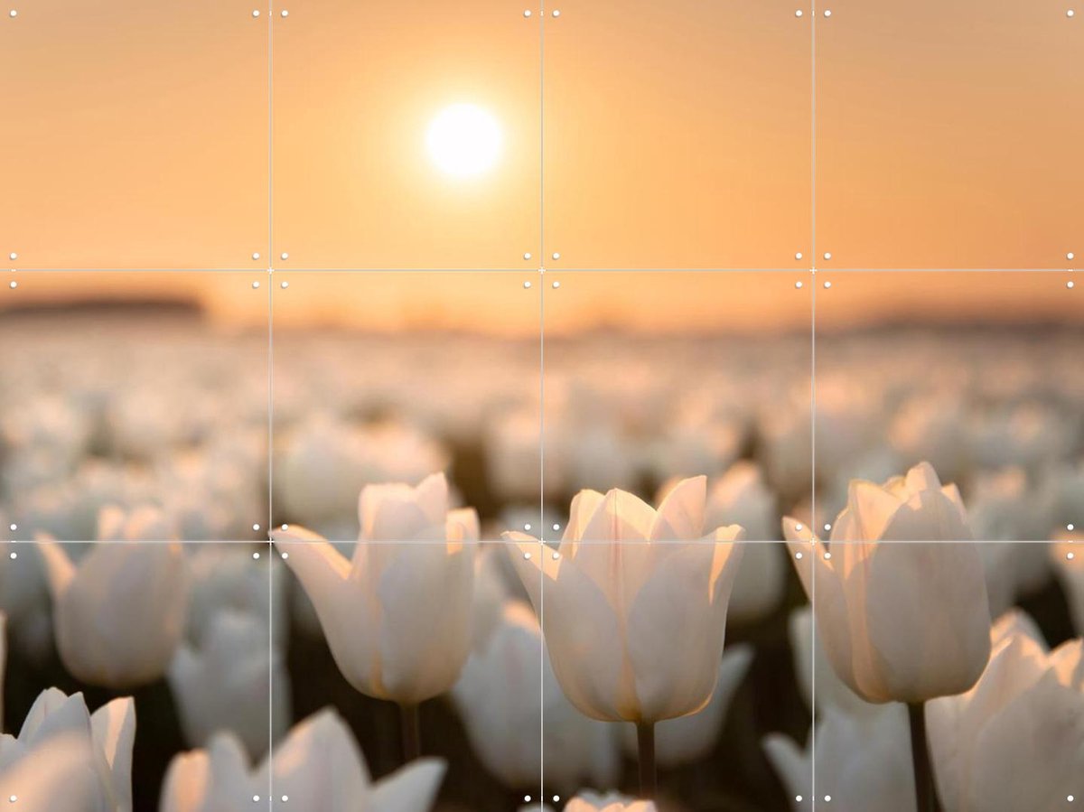 IXXI Tulip Dreams, Claire Droppert - 80 x 60 cm - Gratis ophangtool - Grote wanddecoratie en posters - Fotografie, Gang, Studeerkamer, Woonkamer