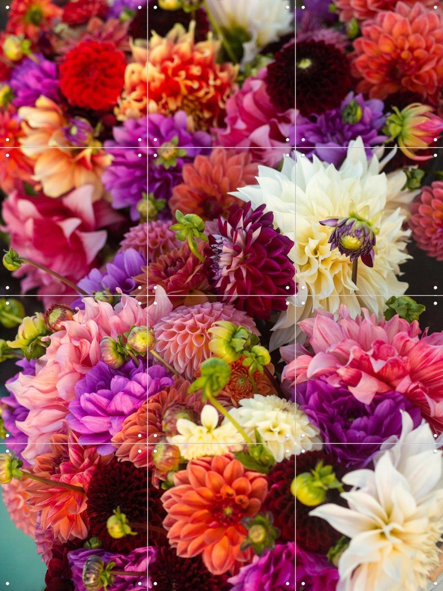 IXXI Dhalias, Margriet Hulsker - 60 x 80 cm - Gratis ophangtool - Grote wanddecoratie en posters - Fotografie, Kleurrijk, Woonkamer, Eetkamer, Bloemen