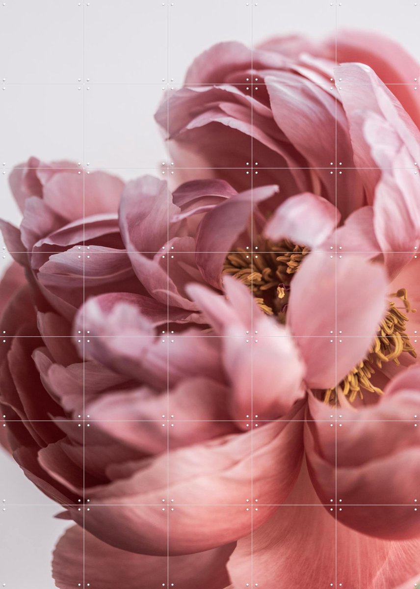 IXXI Peony, Mareike Böhmer - 100 x 140 cm - Gratis ophangtool - Grote wanddecoratie en posters - Fotografie, Woonkamer, Slaapkamer, Gang, Bloemen