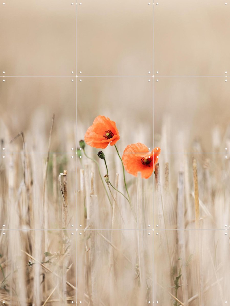 IXXI Summer Poppies, Mareike Böhmer - 60 x 80 cm - Gratis ophangtool - Grote wanddecoratie en posters - Fotografie, Slaapkamer, Gang, Woonkamer, Wilde