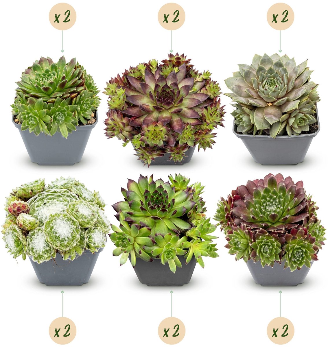 Green boutiQ - 12x Sempervivum Big Sam - Huislook - Diversen - Vaste plant - Ø7cm - 10-12cm