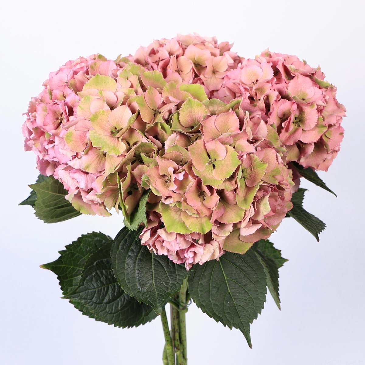 10x Hydr.royal palace classic 50cm