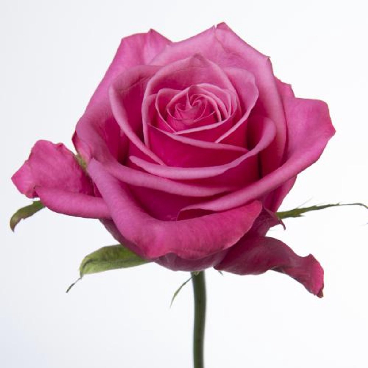 10x Rosa kiss me kate 60cm