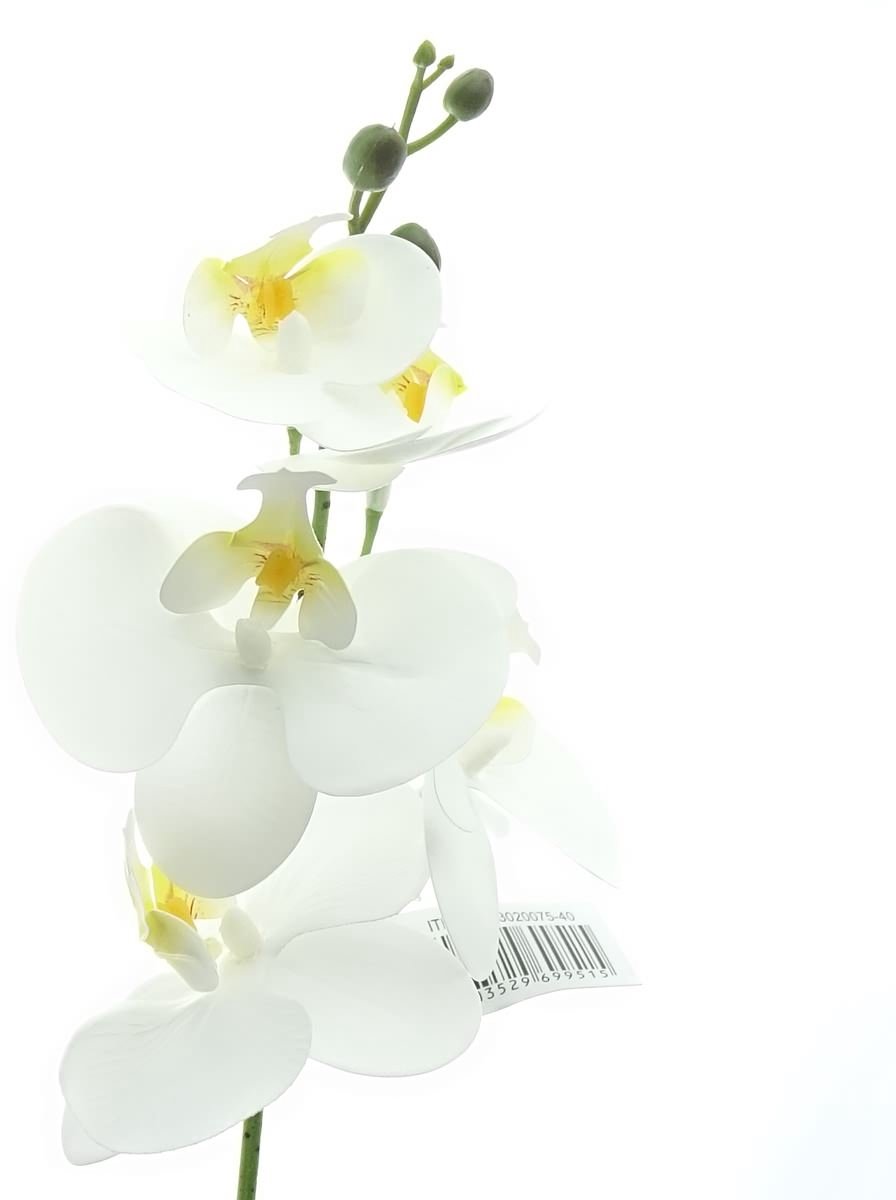 Gasper Vlinderorchidee Phalaenopsis Wit 45 cm