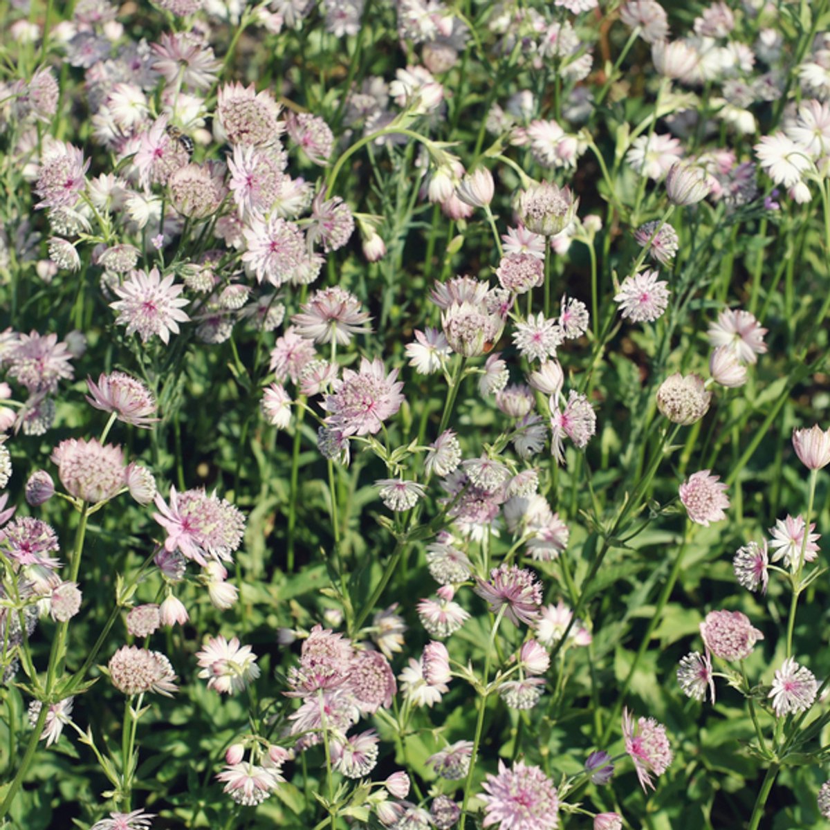 48x Astrantia major - 10-25cm - Ø9cm