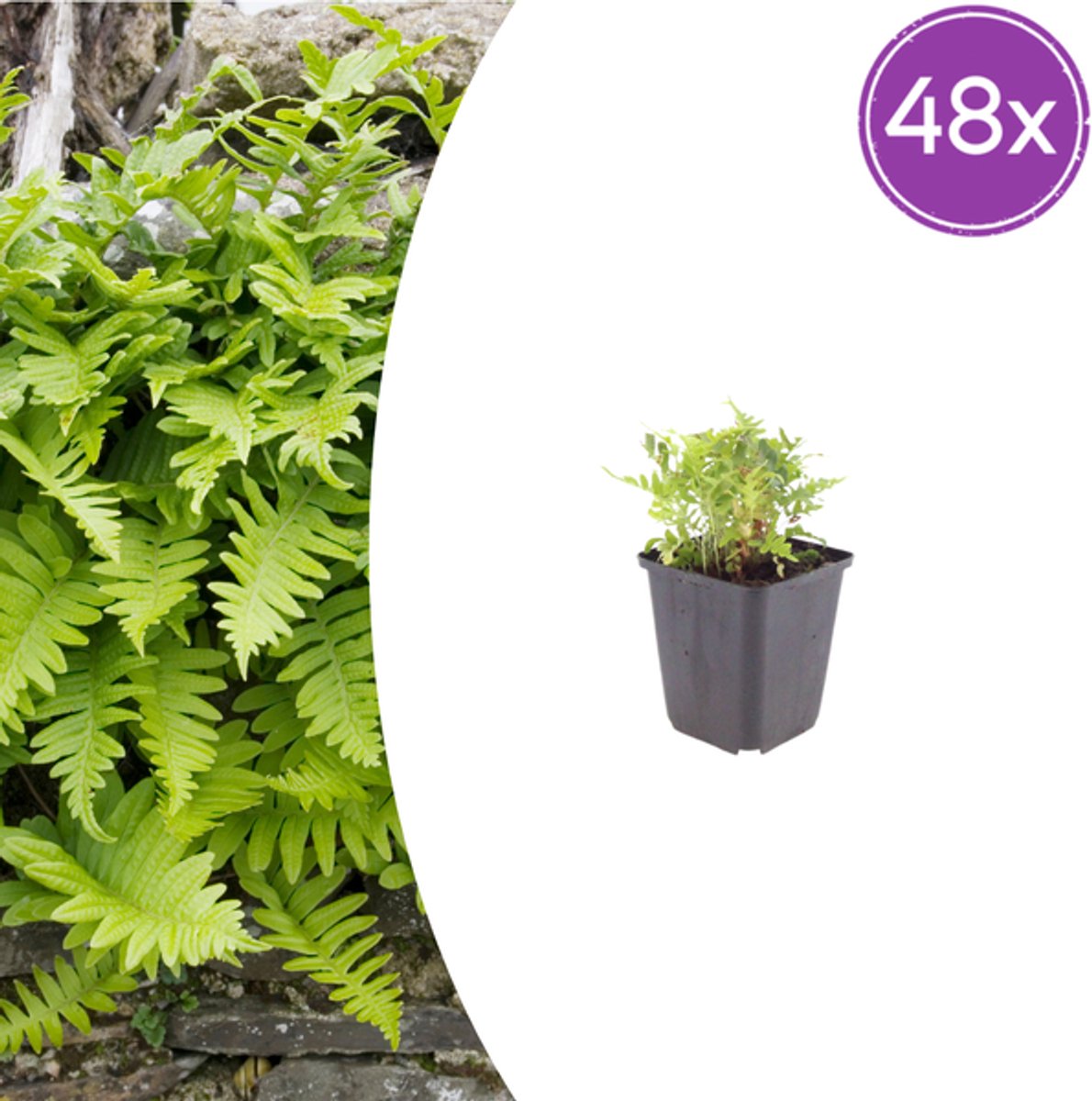 48x Polypodium vulgare - 10-25cm - Ø9cm